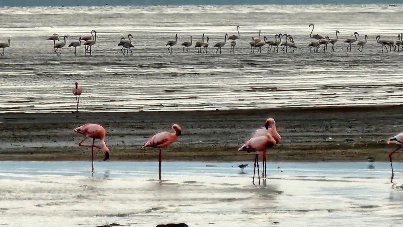 Lake Natron Flamingos